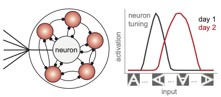 Representational Drift